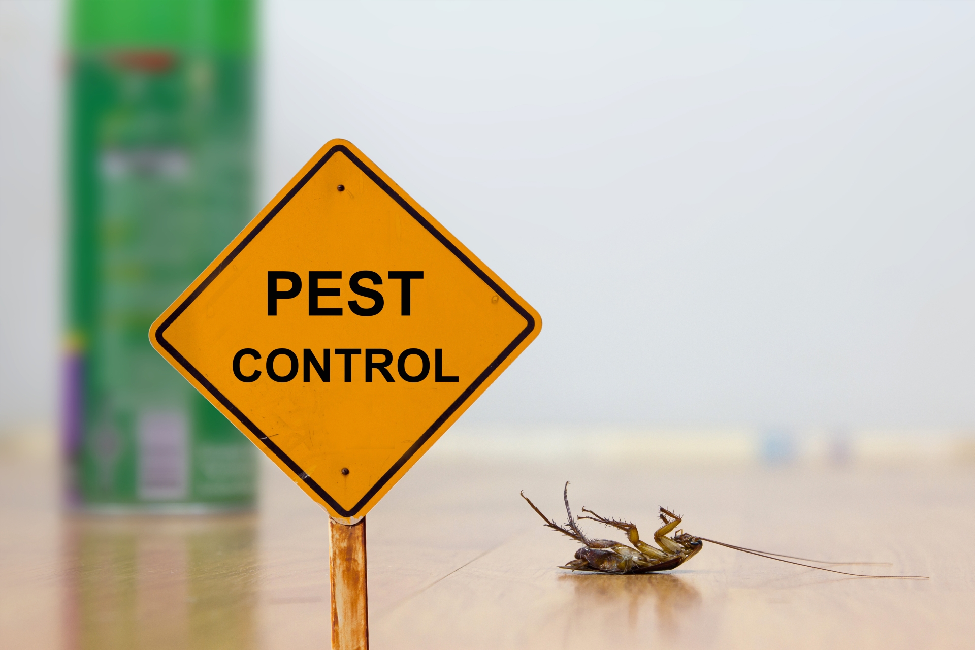 24 Hour Pest Control, Pest Control in Teddington, Fulwell, TW11. Call Now 020 8166 9746