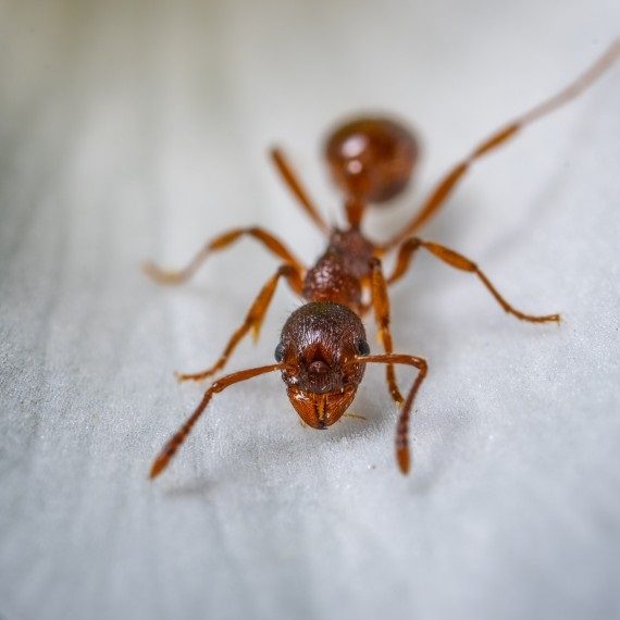 Field Ants, Pest Control in Teddington, Fulwell, TW11. Call Now! 020 8166 9746