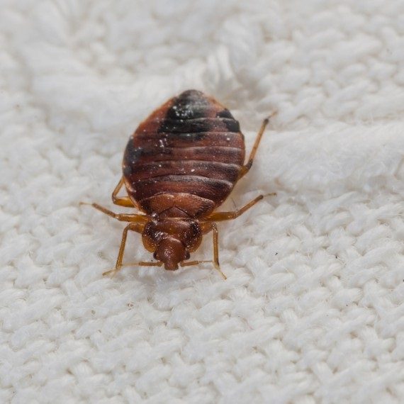 Bed Bugs, Pest Control in Teddington, Fulwell, TW11. Call Now! 020 8166 9746