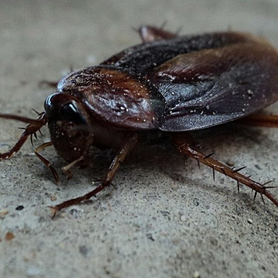 Cockroaches, Pest Control in Teddington, Fulwell, TW11. Call Now! 020 8166 9746