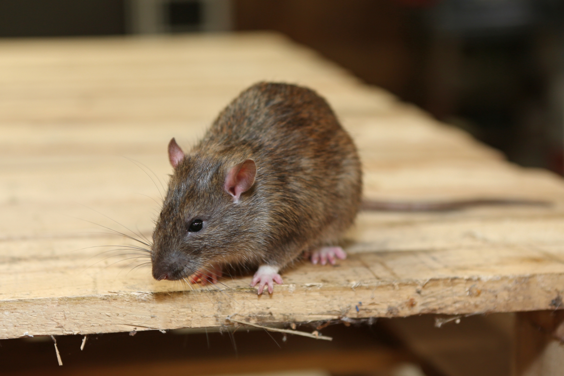 Rat extermination, Pest Control in Teddington, Fulwell, TW11. Call Now 020 8166 9746