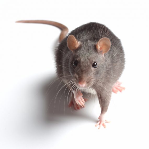 Rats, Pest Control in Teddington, Fulwell, TW11. Call Now! 020 8166 9746