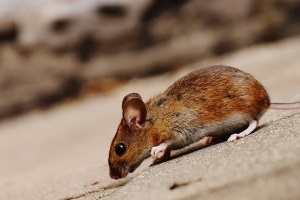 Mouse extermination, Pest Control in Teddington, Fulwell, TW11. Call Now 020 8166 9746