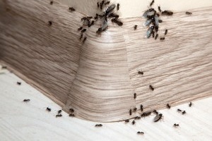 Ant Control, Pest Control in Teddington, Fulwell, TW11. Call Now 020 8166 9746