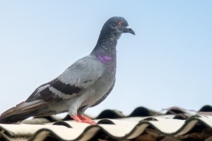 Pigeon Control, Pest Control in Teddington, Fulwell, TW11. Call Now 020 8166 9746
