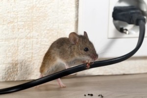 Mice Control, Pest Control in Teddington, Fulwell, TW11. Call Now 020 8166 9746