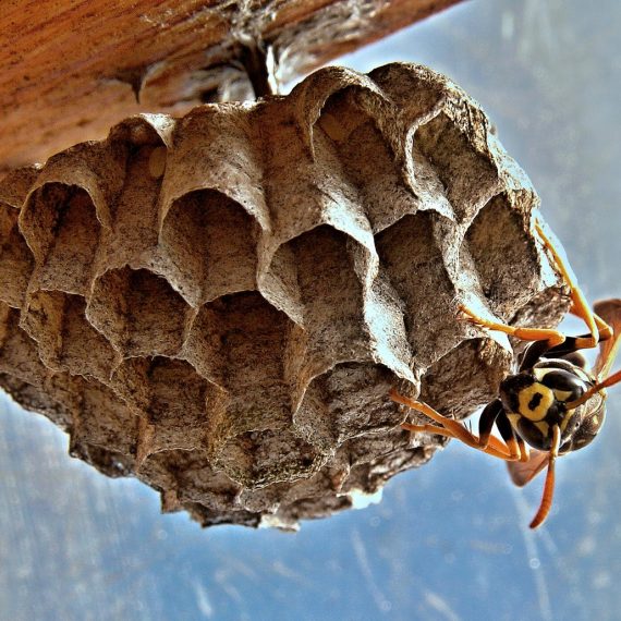 Wasps Nest, Pest Control in Teddington, Fulwell, TW11. Call Now! 020 8166 9746